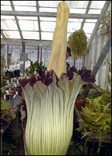 Flower Delivery  on The Corpse Flower